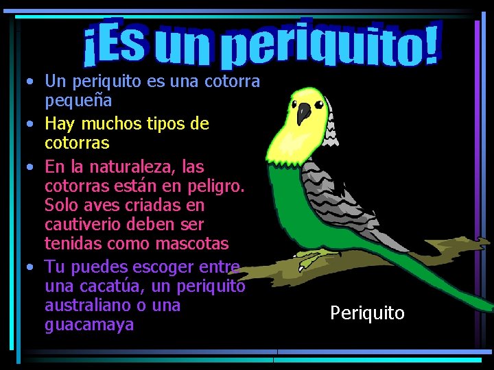  • Un periquito es una cotorra pequeña • Hay muchos tipos de cotorras