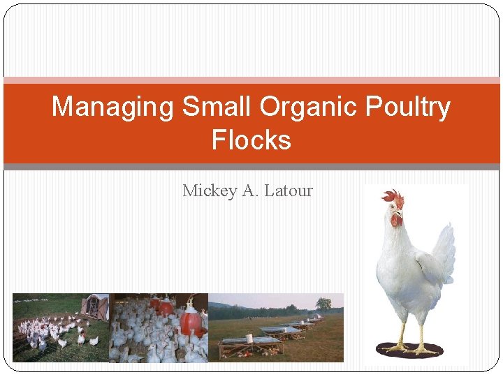 Managing Small Organic Poultry Flocks Mickey A. Latour 