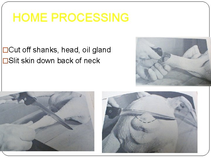 HOME PROCESSING �Cut off shanks, head, oil gland �Slit skin down back of neck