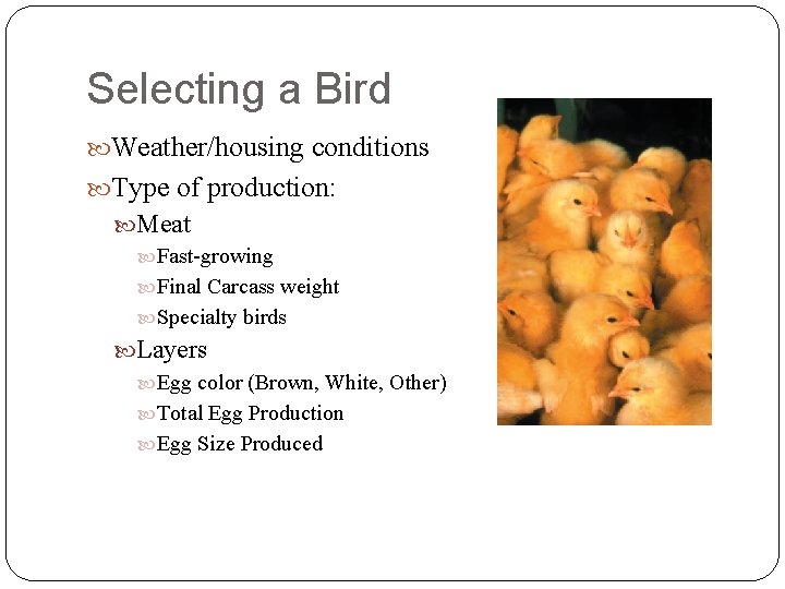 Selecting a Bird Weather/housing conditions Type of production: Meat Fast-growing Final Carcass weight Specialty
