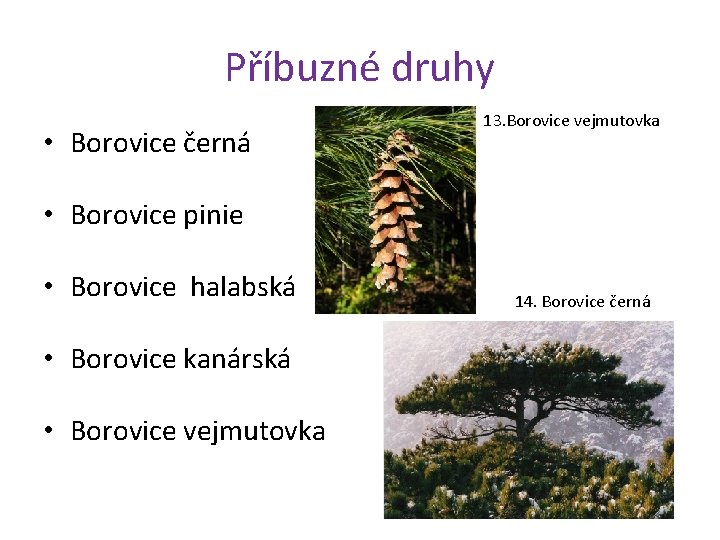 Příbuzné druhy • Borovice černá 13. Borovice vejmutovka • Borovice pinie • Borovice halabská