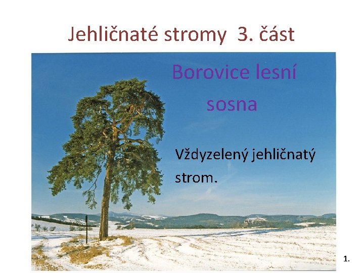 Jehličnaté stromy 3. část Borovice lesní sosna Vždyzelený jehličnatý strom. 1. 