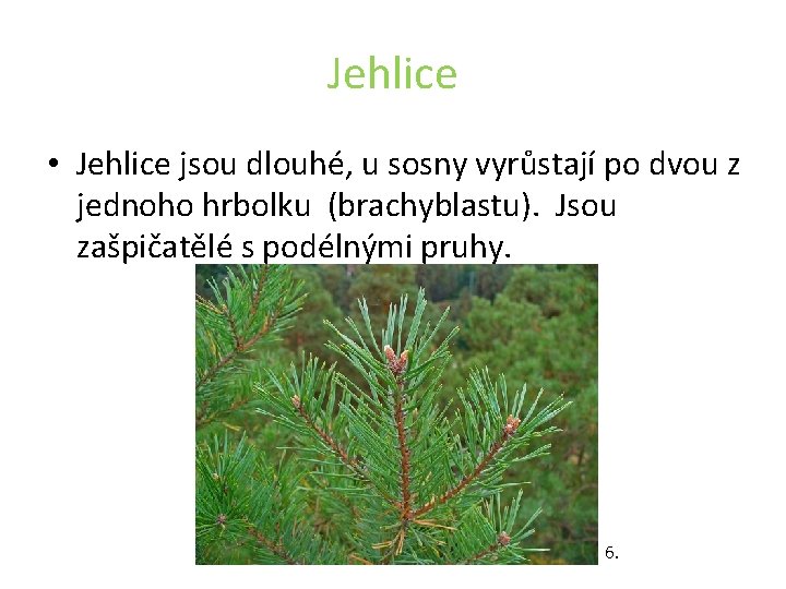 Jehlice • Jehlice jsou dlouhé, u sosny vyrůstají po dvou z jednoho hrbolku (brachyblastu).