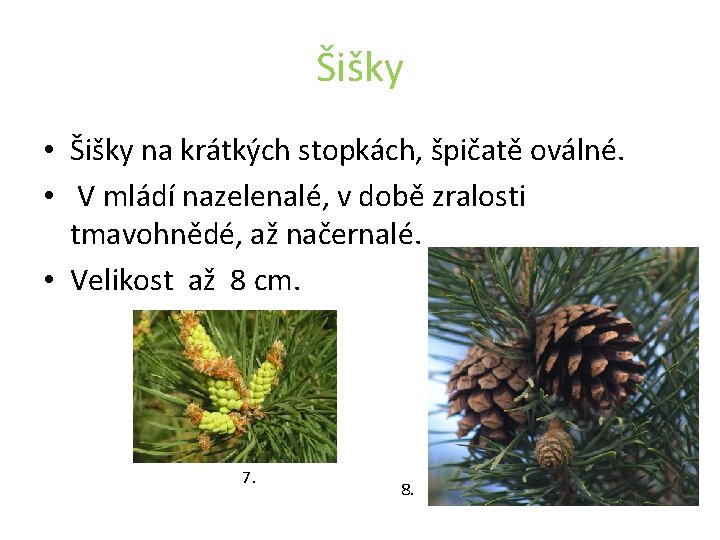 Šišky • Šišky na krátkých stopkách, špičatě oválné. • V mládí nazelenalé, v době