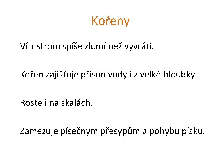 Kořeny Vítr strom spíše zlomí než vyvrátí. Kořen zajišťuje přísun vody i z velké