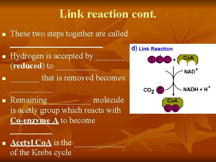 Link reaction cont. n n n These two steps together are called ___________ Hydrogen