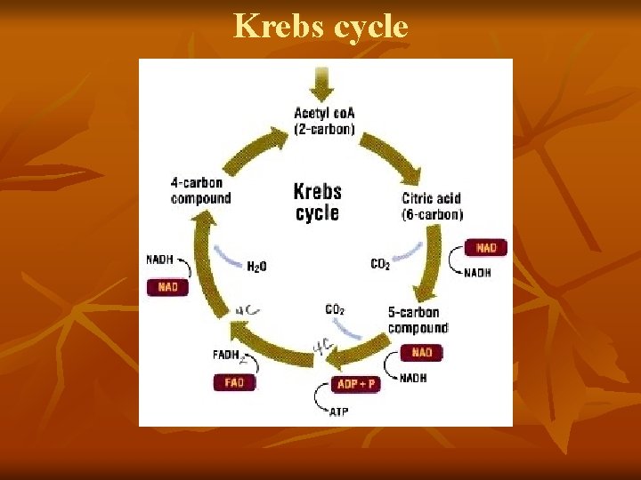 Krebs cycle 