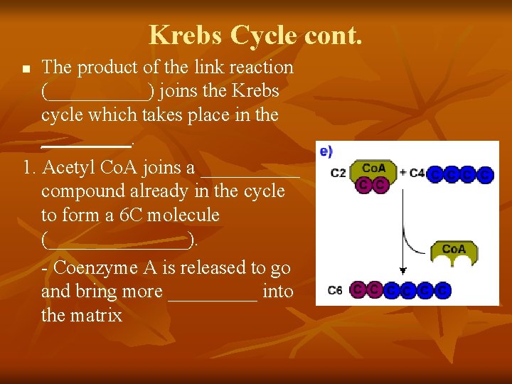 Krebs Cycle cont. The product of the link reaction (_____) joins the Krebs cycle