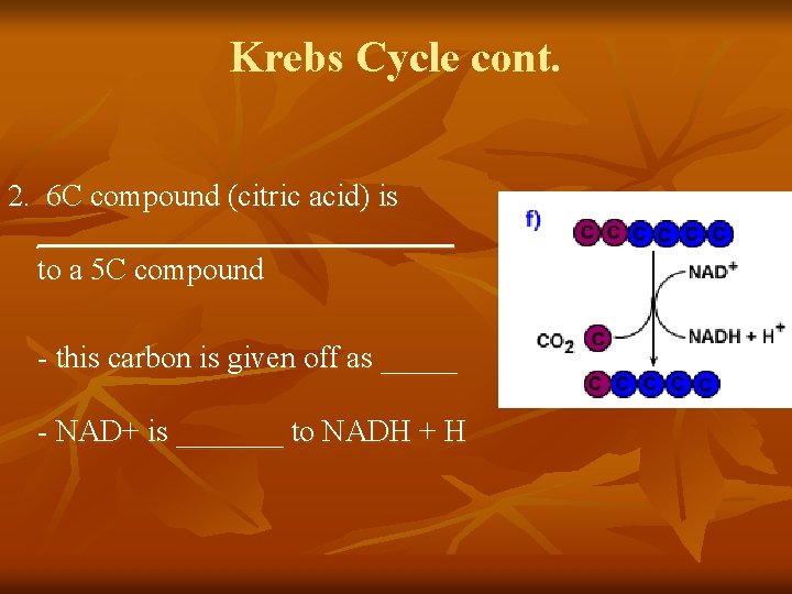 Krebs Cycle cont. 2. 6 C compound (citric acid) is ______________ to a 5