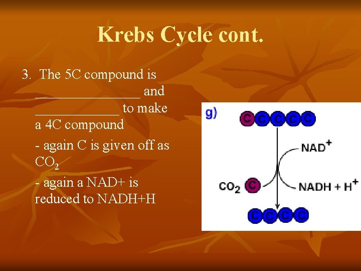 Krebs Cycle cont. 3. The 5 C compound is ________ and ______ to make