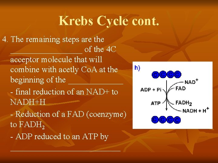 Krebs Cycle cont. 4. The remaining steps are the _________ of the 4 C
