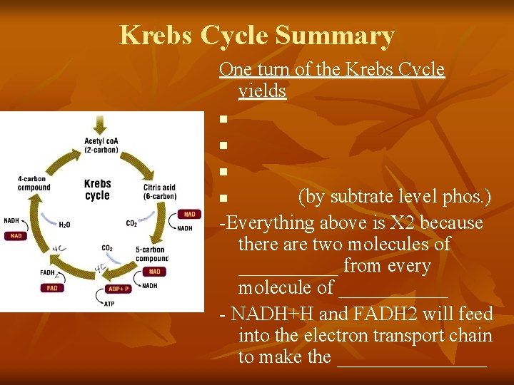 Krebs Cycle Summary One turn of the Krebs Cycle yields n n n (by