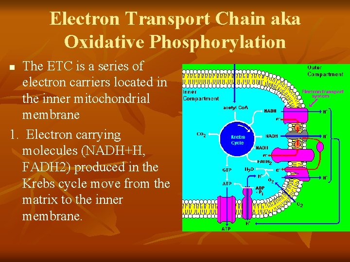 Electron Transport Chain aka Oxidative Phosphorylation The ETC is a series of electron carriers