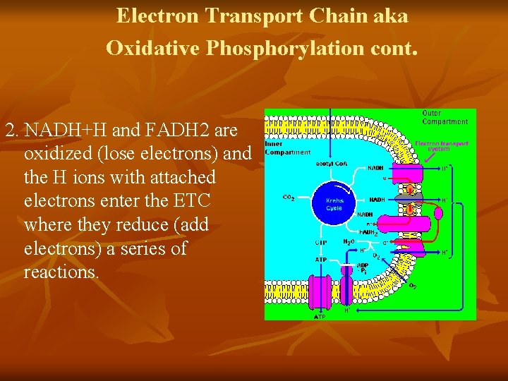 Electron Transport Chain aka Oxidative Phosphorylation cont. 2. NADH+H and FADH 2 are oxidized