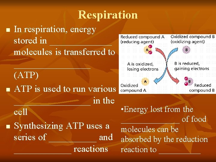 Respiration n In respiration, energy stored in _______ molecules is transferred to ________ (ATP)