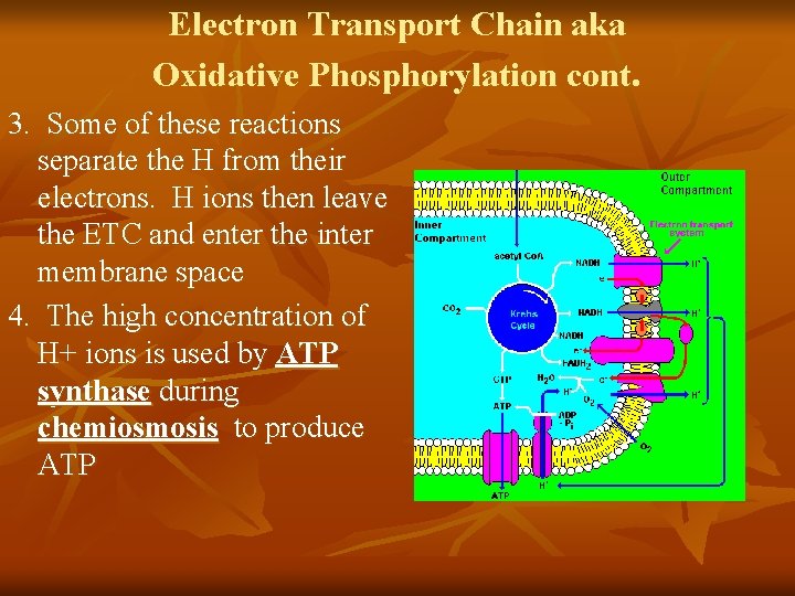 Electron Transport Chain aka Oxidative Phosphorylation cont. 3. Some of these reactions separate the
