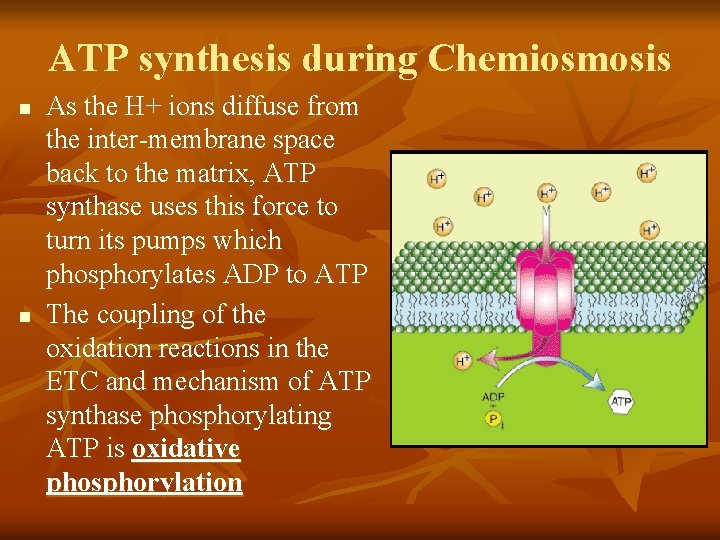 ATP synthesis during Chemiosmosis n n As the H+ ions diffuse from the inter-membrane