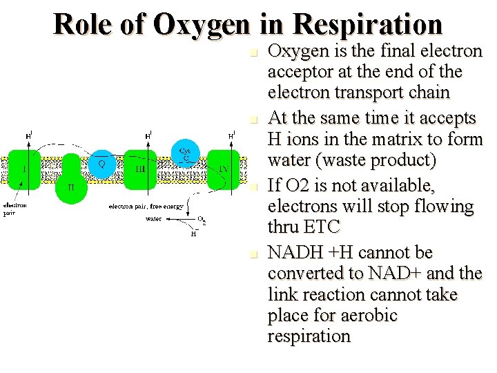 Role of Oxygen in Respiration n n Oxygen is the final electron acceptor at