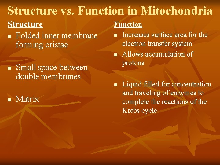 Structure vs. Function in Mitochondria Structure n Folded inner membrane forming cristae n Small