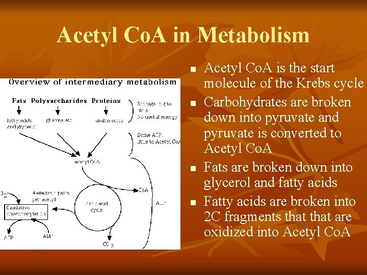 Acetyl Co. A in Metabolism n n Acetyl Co. A is the start molecule