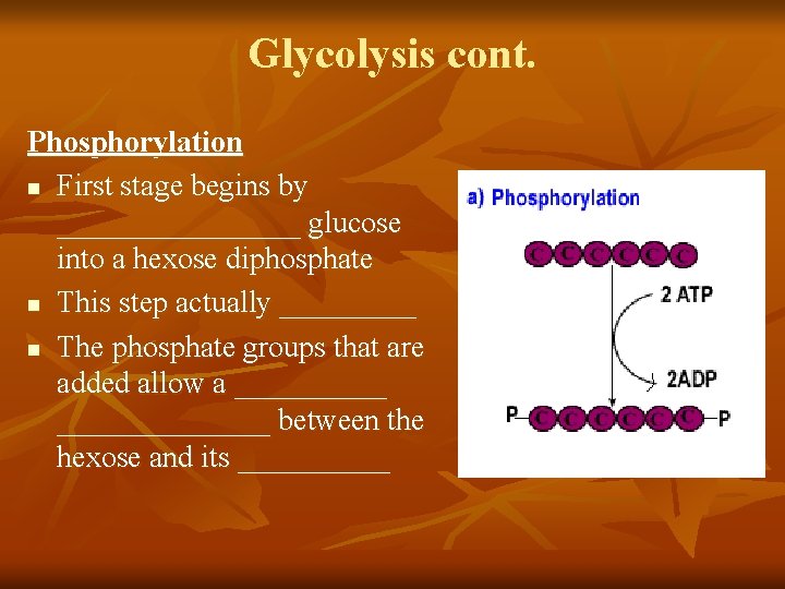 Glycolysis cont. Phosphorylation n First stage begins by ________ glucose into a hexose diphosphate