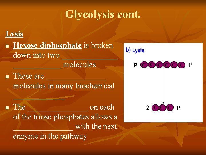 Glycolysis cont. Lysis n Hexose diphosphate is broken down into two _______ molecules n