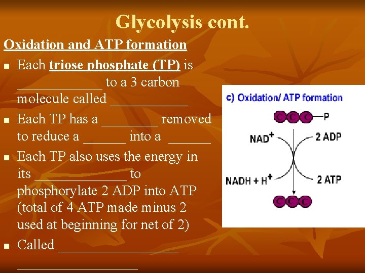 Glycolysis cont. Oxidation and ATP formation n Each triose phosphate (TP) is ______ to