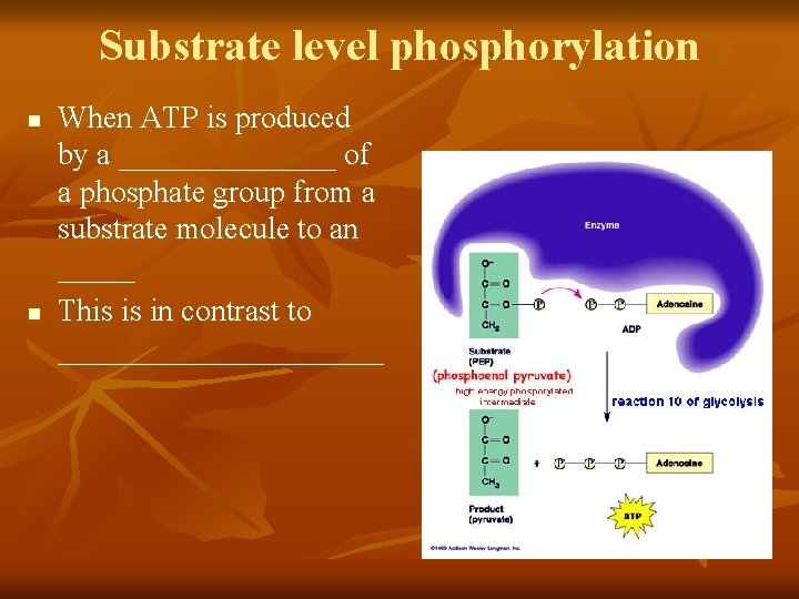 Substrate level phosphorylation n n When ATP is produced by a _______ of a