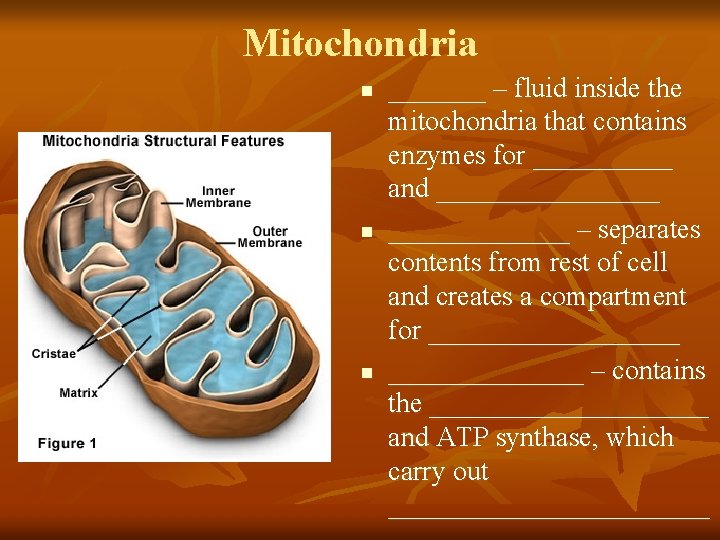 Mitochondria n n n _______ – fluid inside the mitochondria that contains enzymes for