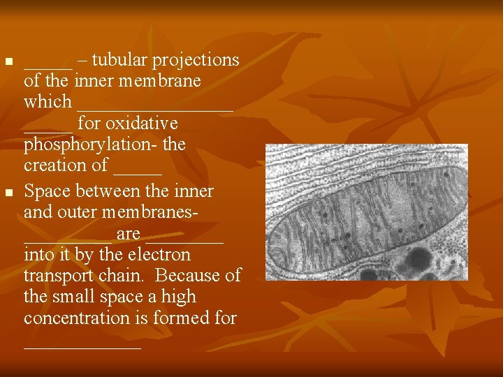 n n _____ – tubular projections of the inner membrane which ________ for oxidative