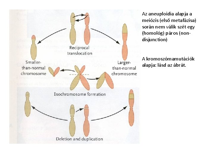 Az aneuploidia alapja a meiózis (első metafázisa) során nem válik szét egy (homológ) páros