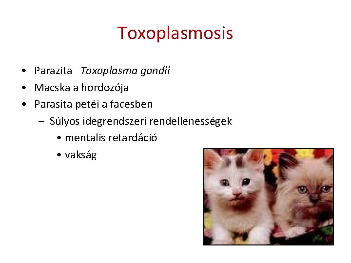 Toxoplasmosis • Parazita Toxoplasma gondii • Macska a hordozója • Parasita petéi a facesben