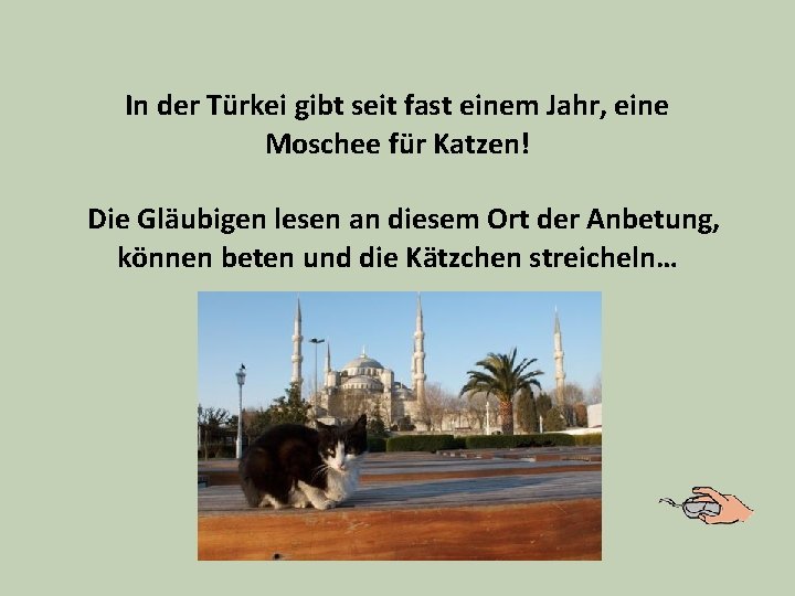 In der Türkei gibt seit fast einem Jahr, eine Moschee für Katzen! Die Gläubigen