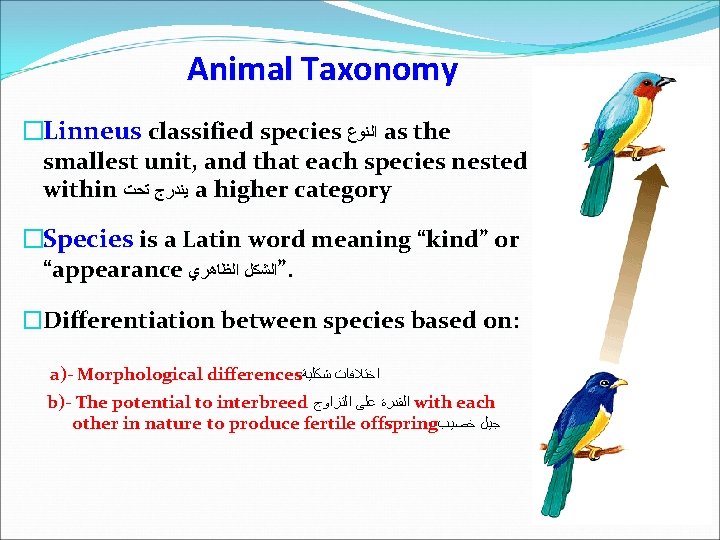 Animal Taxonomy �Linneus classified species ﺍﻟﻨﻮﻉ as the smallest unit, and that each species