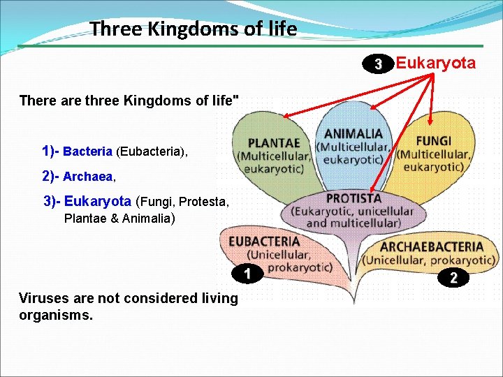 Three Kingdoms of life 3 Eukaryota There are three Kingdoms of life" 1)- Bacteria