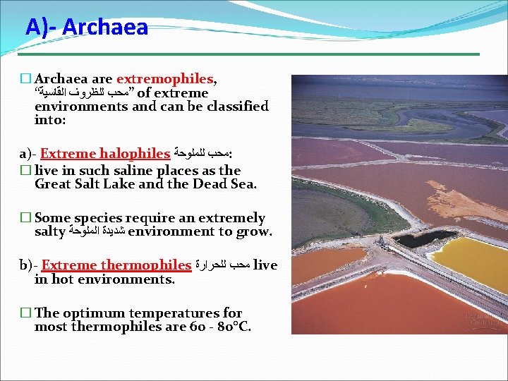 A)- Archaea � Archaea are extremophiles, “ ”ﻣﺤﺐ ﻟﻠﻈﺮﻭﻑ ﺍﻟﻘﺎﺳﻴﺔ of extreme environments and