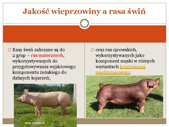 Jakość wieprzowiny a rasa świń � Rasy świń zaliczane są do 2 grup –