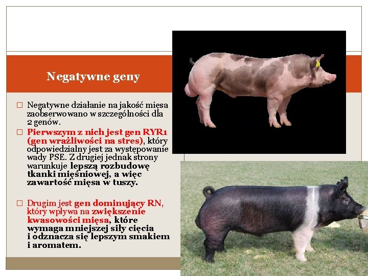 Negatywne geny � Negatywne działanie na jakość mięsa zaobserwowano w szczególności dla 2 genów. Negatywne geny � Negatywne działanie na jakość mięsa zaobserwowano w szczególności dla 2 genów.