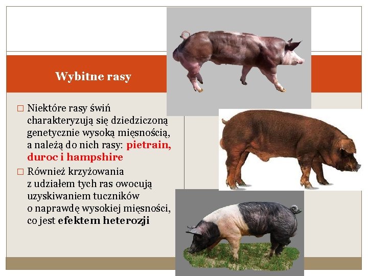 Wybitne rasy � Niektóre rasy świń charakteryzują się dziedziczoną genetycznie wysoką mięsnością, a należą Wybitne rasy � Niektóre rasy świń charakteryzują się dziedziczoną genetycznie wysoką mięsnością, a należą