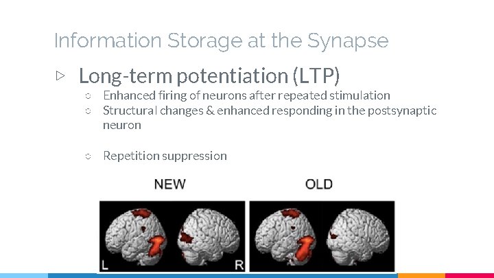 Information Storage at the Synapse ▷ Long-term potentiation (LTP) ○ Enhanced firing of neurons