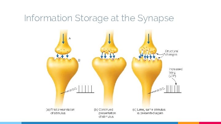 Information Storage at the Synapse 