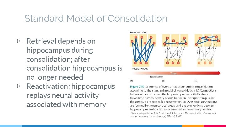 Standard Model of Consolidation ▷ Retrieval depends on hippocampus during consolidation; after consolidation hippocampus