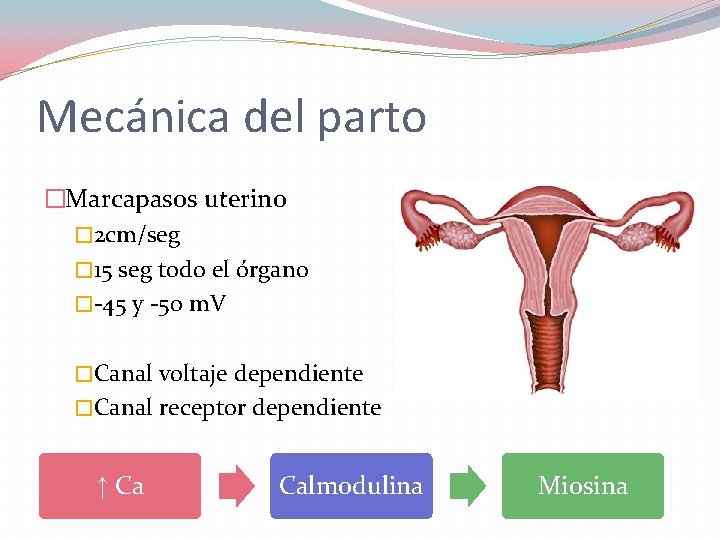 Mecánica del parto �Marcapasos uterino � 2 cm/seg � 15 seg todo el órgano
