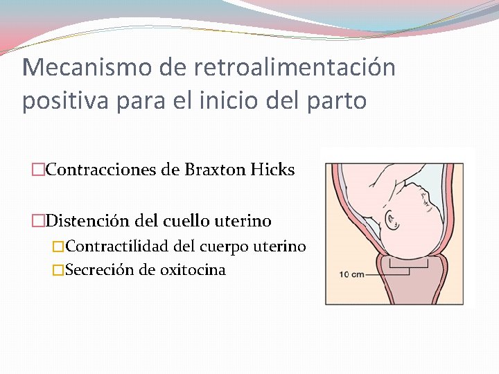 Mecanismo de retroalimentación positiva para el inicio del parto �Contracciones de Braxton Hicks �Distención