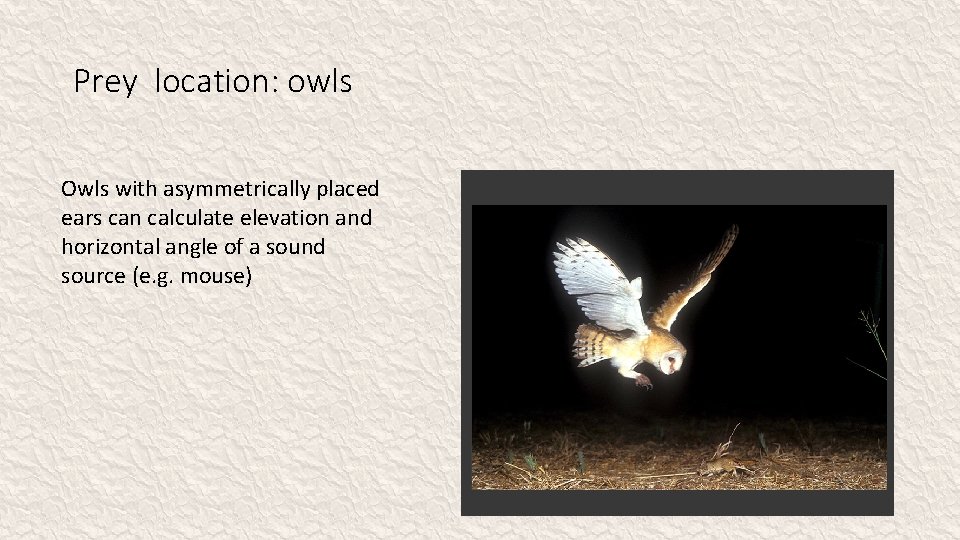 Prey location: owls Owls with asymmetrically placed ears can calculate elevation and horizontal angle