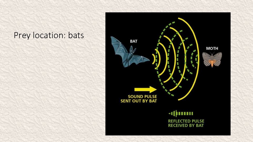 Prey location: bats 