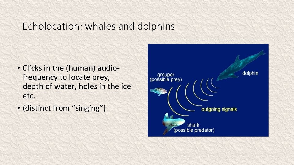 Echolocation: whales and dolphins • Clicks in the (human) audiofrequency to locate prey, depth