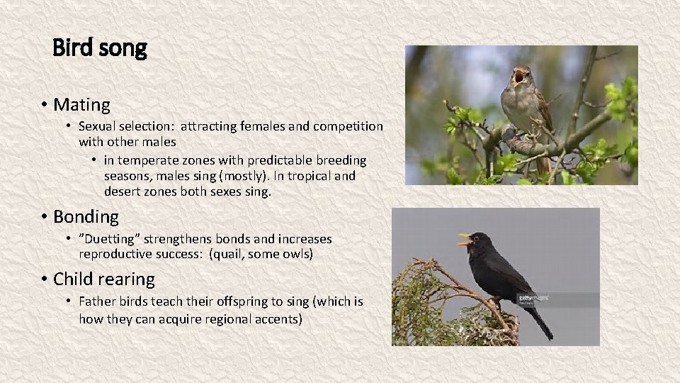 Bird song • Mating • Sexual selection: attracting females and competition with other males