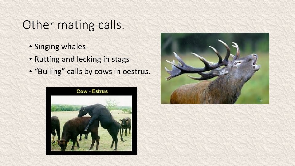 Other mating calls. • Singing whales • Rutting and lecking in stags • “Bulling”