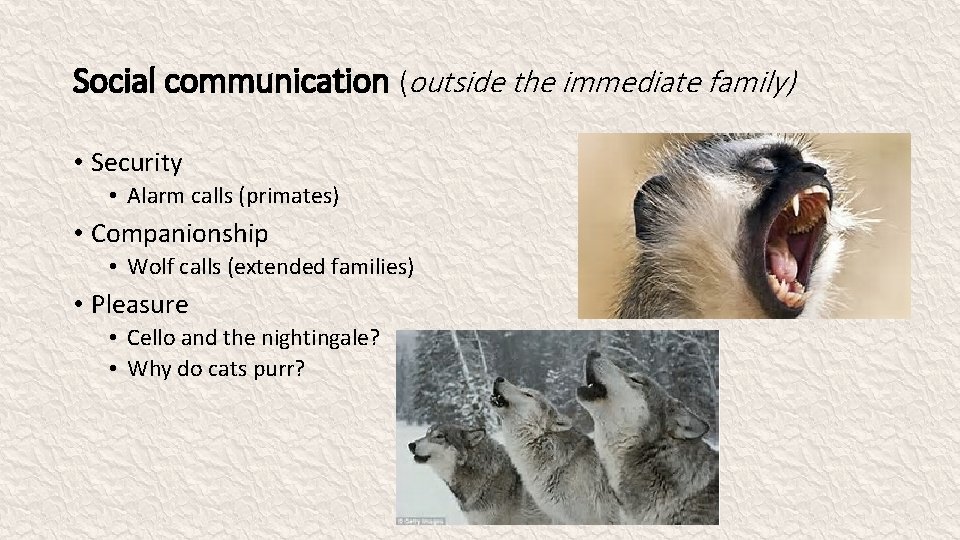 Social communication (outside the immediate family) • Security • Alarm calls (primates) • Companionship
